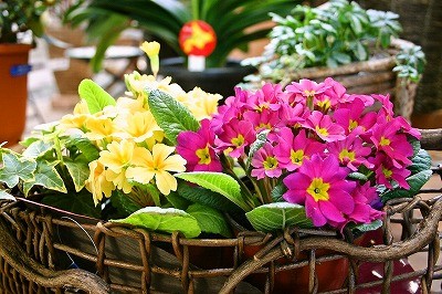 病めるときも健やかなる時も入荷