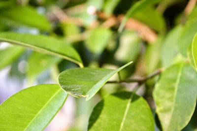 チョット長いタイトルですみません。観葉植物の今時期の水やり留意点