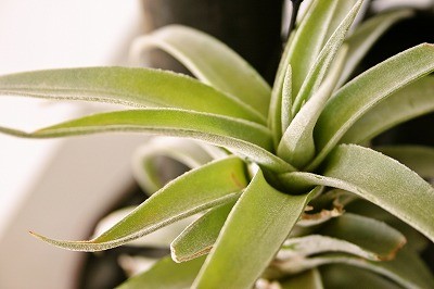 インテリアプランツ