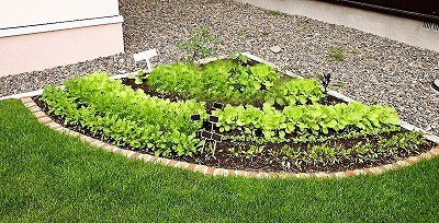 キッチンガーデンを作ろう！！