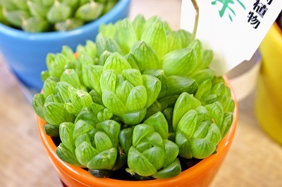 恋せよ乙女！食す多肉植物。