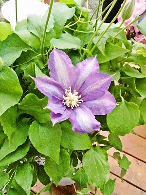 ありがとうを込めて、クレマチス