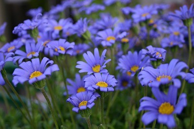 G.Wも休まず営業　ｂｙ　GG華染