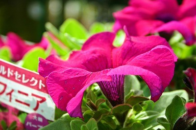 いまがとっても楽しい訳