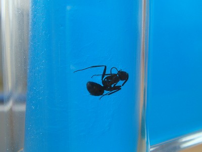 前略、おふくろさん