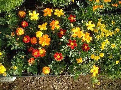 もうお店で迷わない花壇苗の必要数