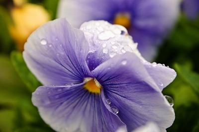 水も滴るイ・イ・オ・ハ・ナ