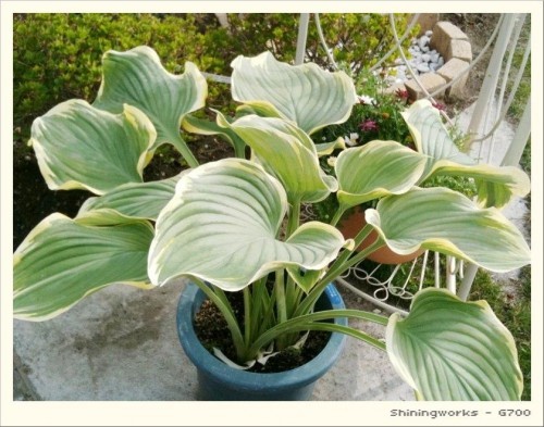 半日陰にはホスタ(ギボウシ)