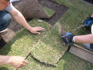 芝生を張る