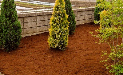 マルチングをする