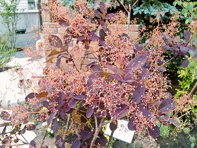 くぅ～・・・けどスモークツリーがあります