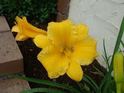 ヘメロカリス・ステラデオロ