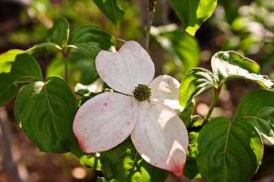 売れてるガーデニングツリー