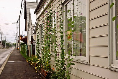 酷暑をのりきる緑のカーテン