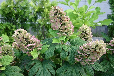 お庭をフォーシズン楽しむために