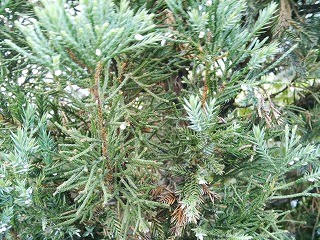 マイマイガの次はカイガラムシ