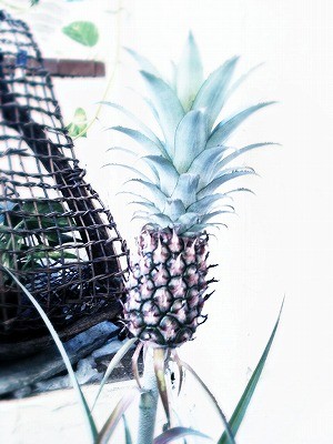 観賞用パイナポー