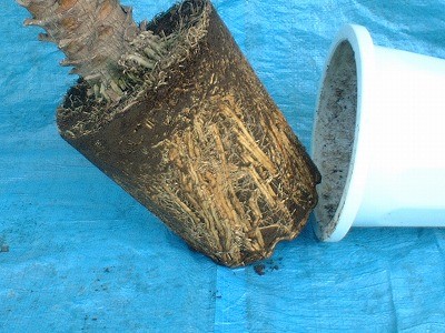 私の寿命を縮めないで！