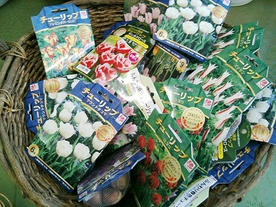 秋のガーデニング　～球根入荷しましたよ♪