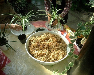 ガーデニングの秋