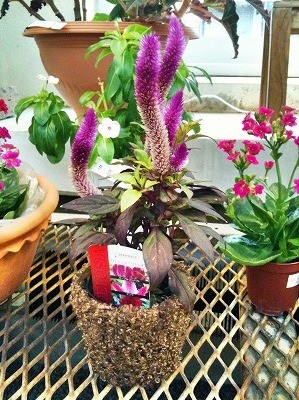 セロシア（ケロス）