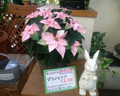 テレビで紹介されたプリンセチア