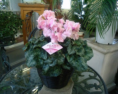 ファルバラローズ