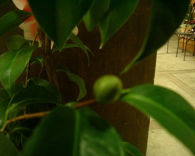 なんとも可愛らしい