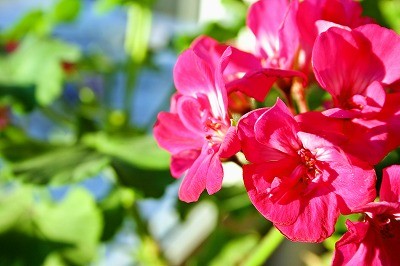 窓ぎわの魔術師