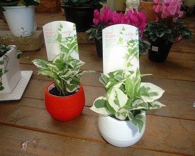 ポトス　エンジョイ