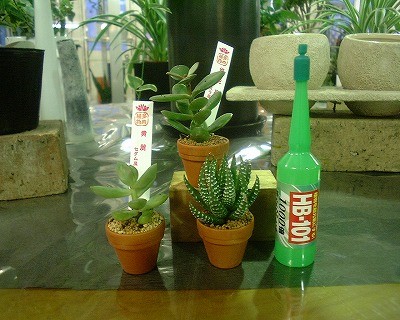 本当にミニな多肉