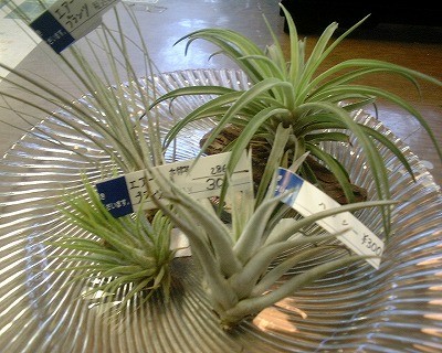 エアープランツ