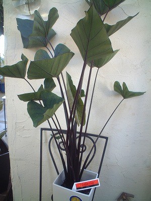 コーヒーカップ