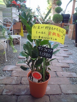 金運UP