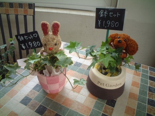 かわいい鉢セット