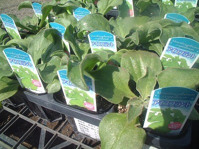 アイスプラント