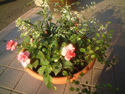 夕日に照らされて