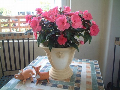 鉢が変わるだけで