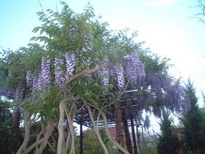 見上げればそこに