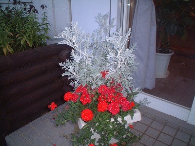 大きくなりました