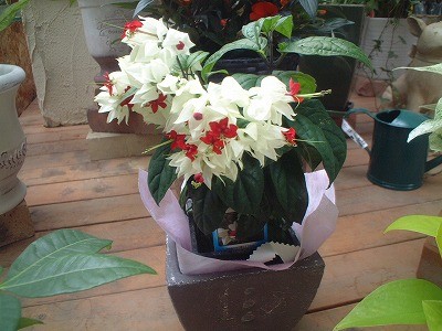 ゲンペイカズラ