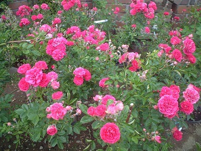 バラがキレイに