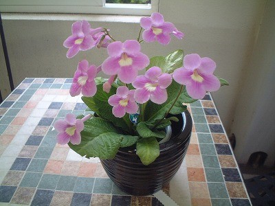 可愛いお花のカーパス