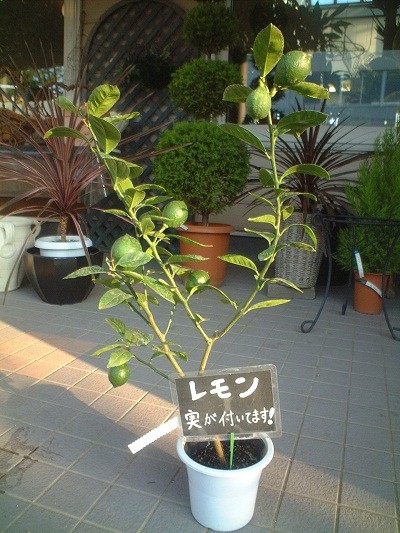 すっぱいレモン