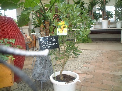 キンカン一個限り入荷中！