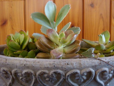 もう多肉植物しか見えない