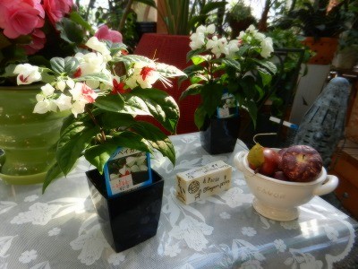 げんぺいかずら