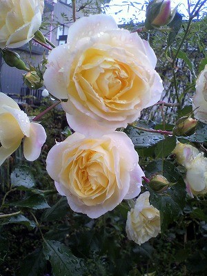 まだ、がんばってます！