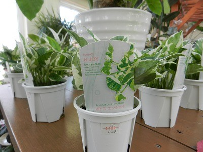 いきいきエンジョイ！