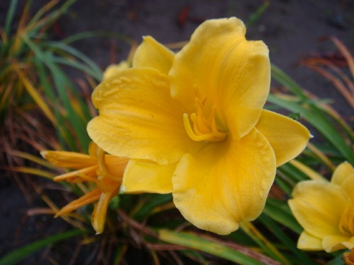 これは使える！今も頑張って咲いています